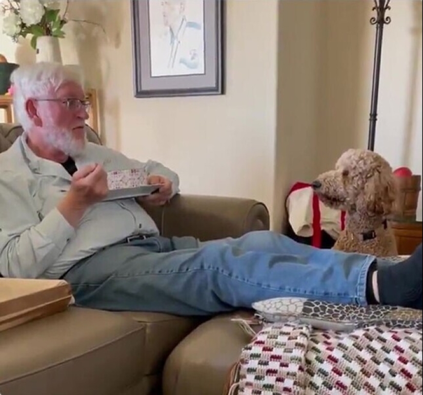 Looks right into the soul: 30 dogs who beg for food from their owners