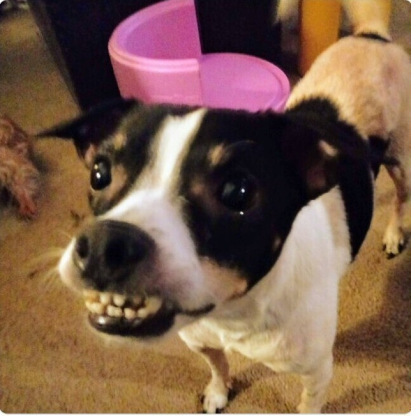 Looks right into the soul: 30 dogs who beg for food from their owners