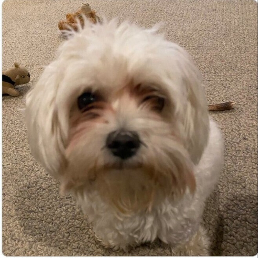 Looks right into the soul: 30 dogs who beg for food from their owners