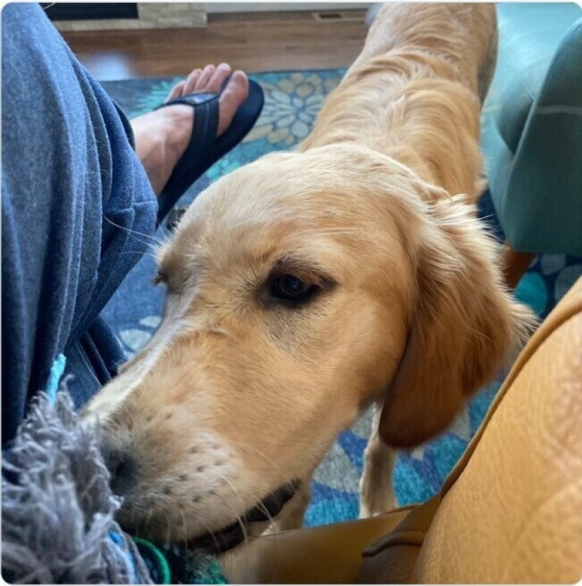 Looks right into the soul: 30 dogs who beg for food from their owners