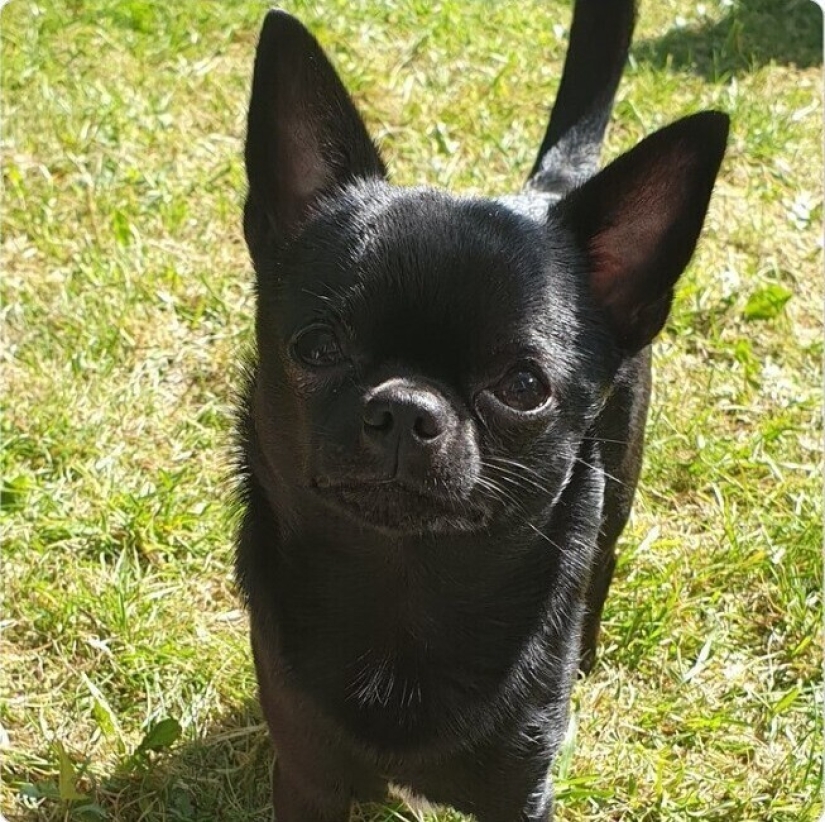 Looks right into the soul: 30 dogs who beg for food from their owners