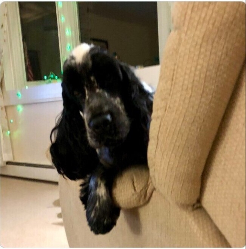 Looks right into the soul: 30 dogs who beg for food from their owners