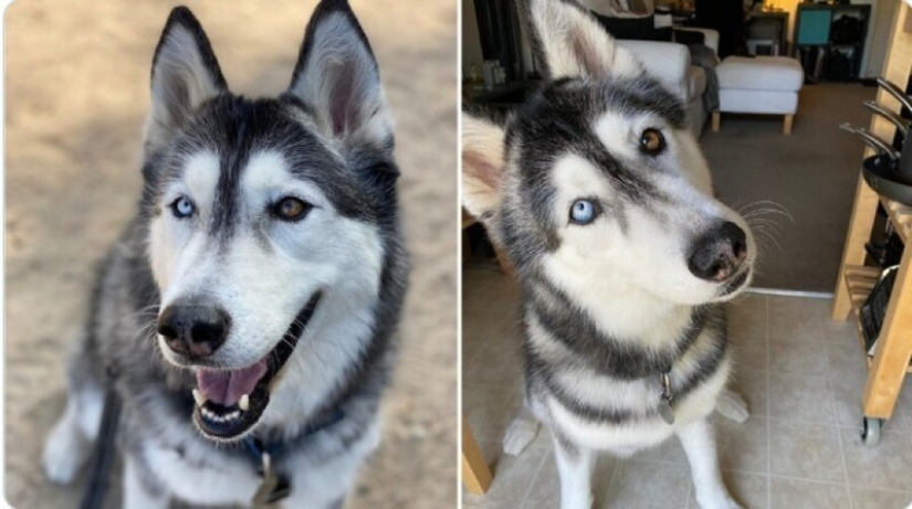 Looks right into the soul: 30 dogs who beg for food from their owners
