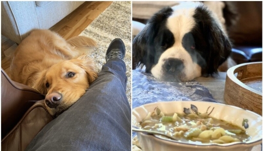 Looks right into the soul: 30 dogs who beg for food from their owners