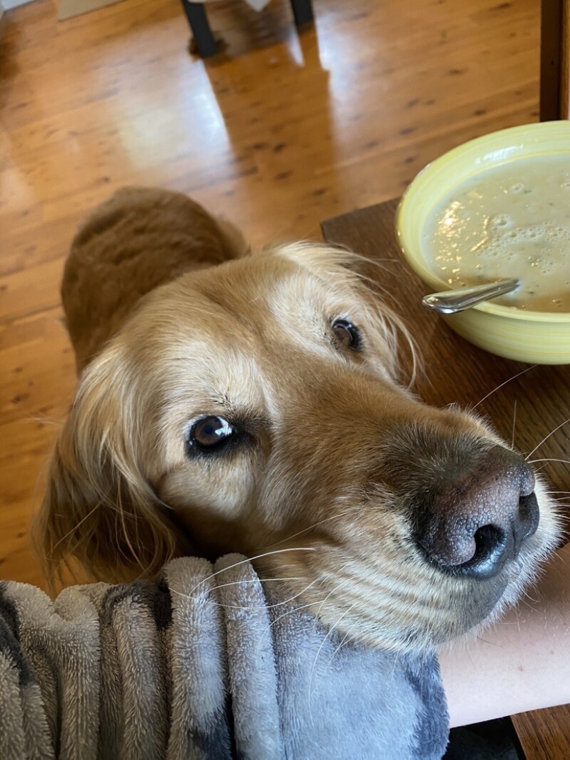 Looks right into the soul: 30 dogs who beg for food from their owners