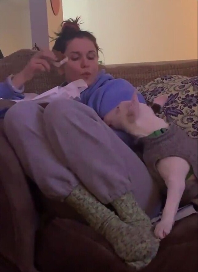 Looks right into the soul: 30 dogs who beg for food from their owners