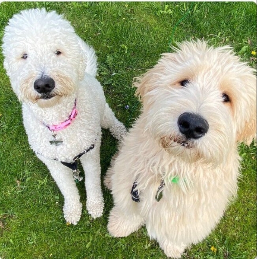 Looks right into the soul: 30 dogs who beg for food from their owners