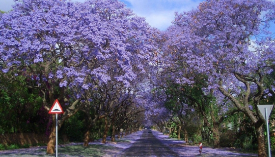 Los 10 túneles de árboles más bellos del mundo Los 10 túneles de árboles más bellos del mundo