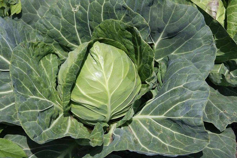 Los 20 mejores alimentos para quemar grasa y regular el metabolismo Los 20 mejores alimentos para quemar grasa y regular el metabolismo