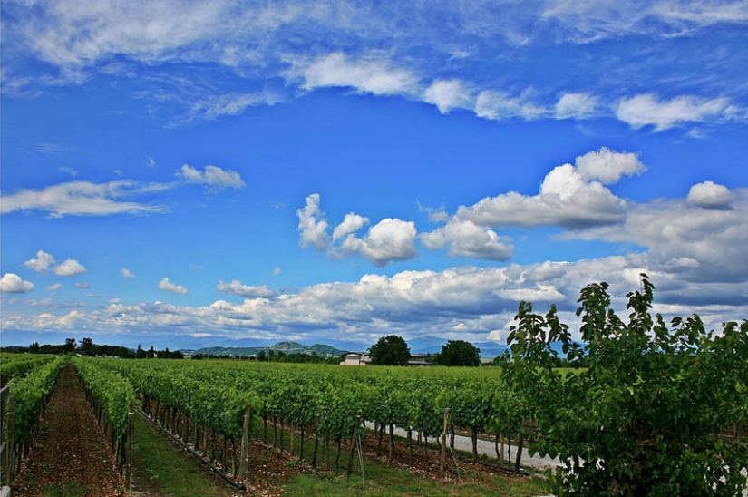 los 35 viñedos más bellos del mundo los 35 viñedos más bellos del mundo
