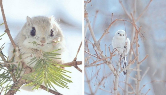 Los 7 animales más lindos de Hokkaido Los 7 animales más lindos de Hokkaido