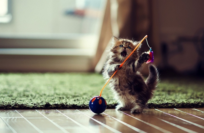 Los animales bebés más lindos Los animales bebés más lindos