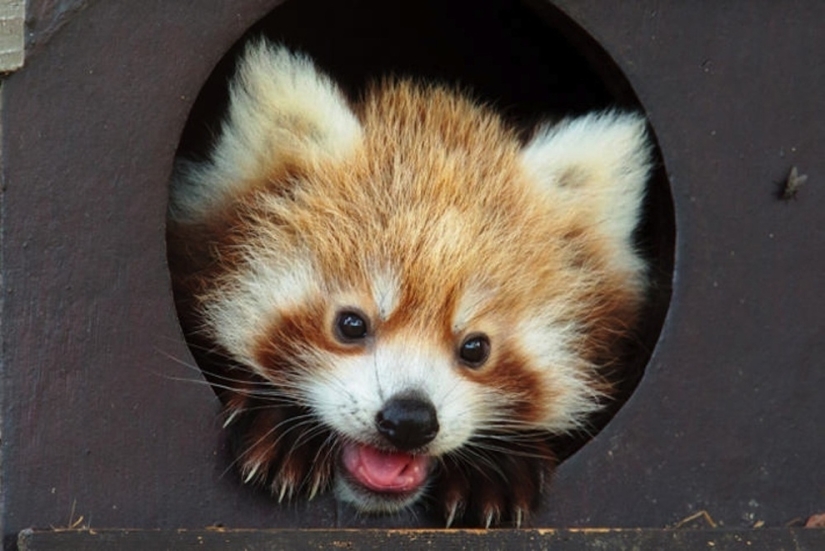 Los animales bebés más lindos Los animales bebés más lindos