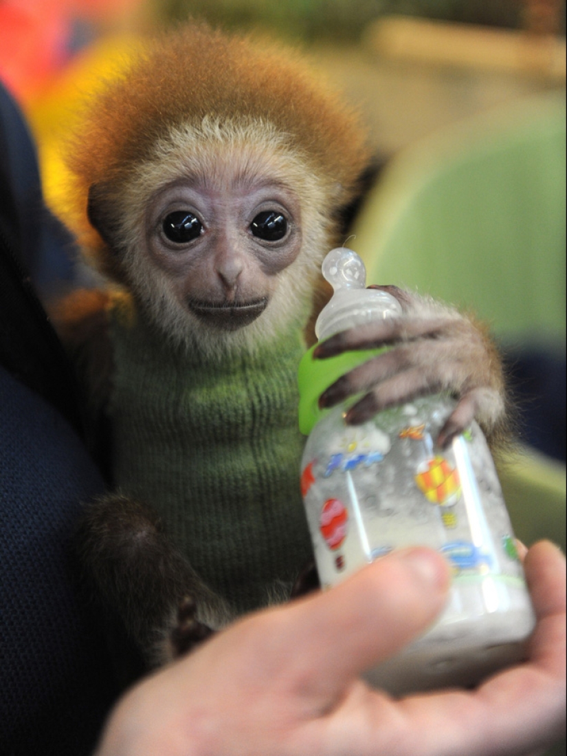 Los animales bebés más lindos Los animales bebés más lindos