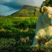 Los apartamentos no son para los débiles de corazón: se alquila una casa junto a los leones