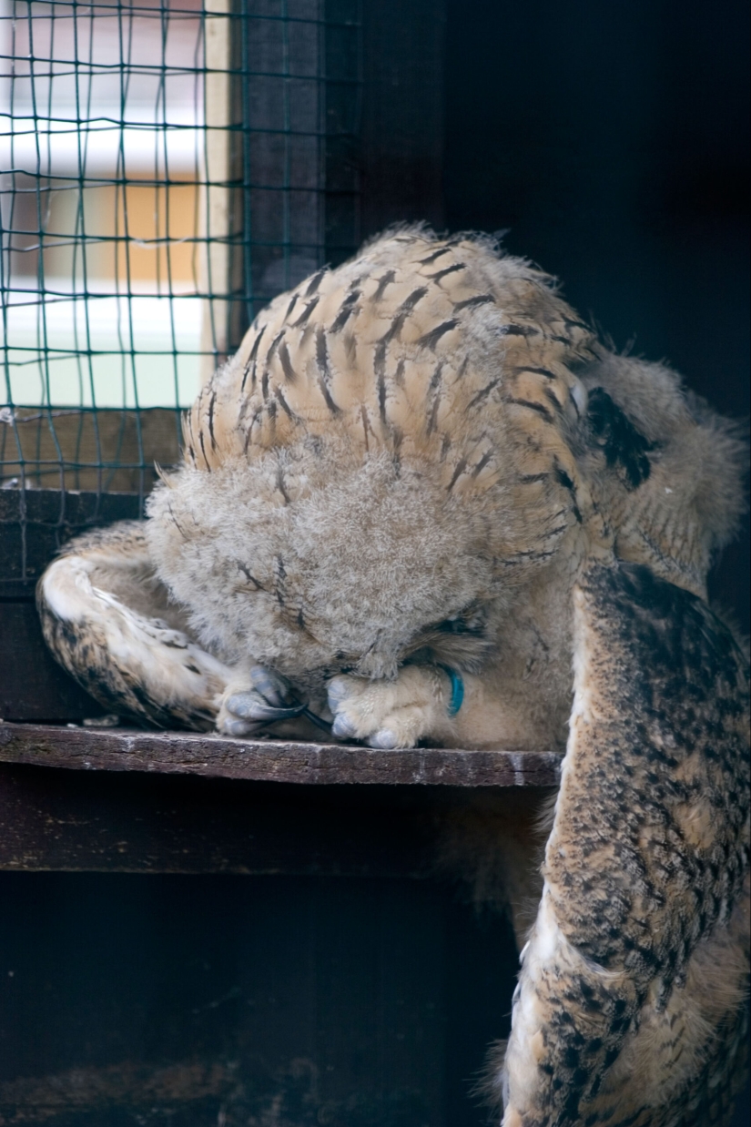 Los búhos cansados están durmiendo: resulta que los búhos están descansando con su hocico hacia abajo
