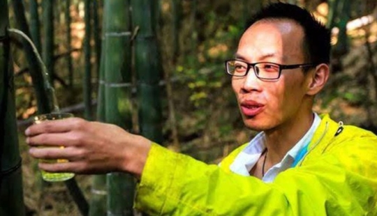 Los chinos han aprendido a producir alcohol medicinal dentro de un bambú vivo Los chinos han aprendido a producir alcohol medicinal dentro de un bambú vivo