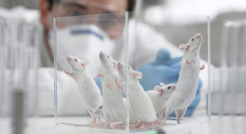 Los científicos afirman que las bacterias de nuestro intestino y nos ayuden a pensar Los científicos afirman que las bacterias de nuestro intestino y nos ayuden a pensar