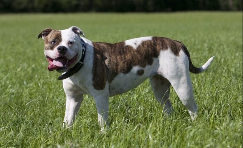 Los científicos dijeron qué razas de perros viven más Los científicos dijeron qué razas de perros viven más