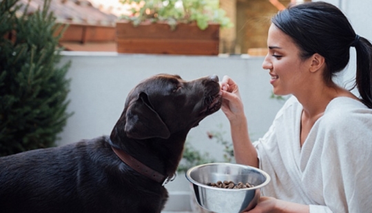 Los científicos dijeron qué razas de perros viven más