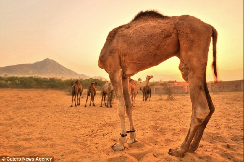 Los fotógrafos accidentalmente hacen mutantes de animales salvajes