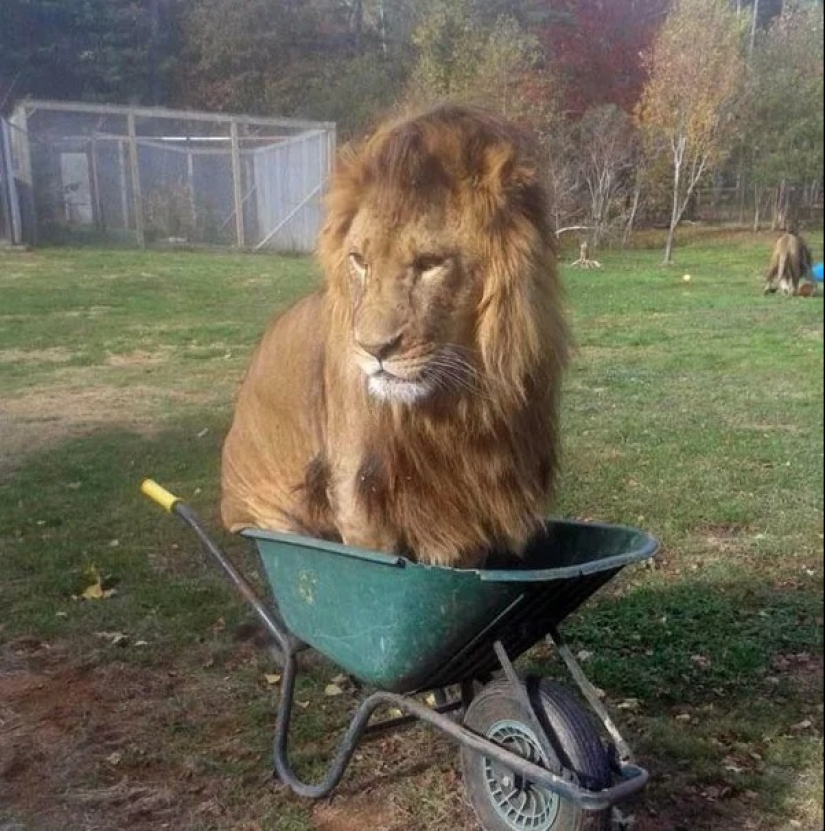 Los gatos pueden sentarse en cualquier lugar y de cualquier manera. Aquí hay 22 pruebas Los gatos pueden sentarse en cualquier lugar y de cualquier manera. Aquí hay 22 pruebas