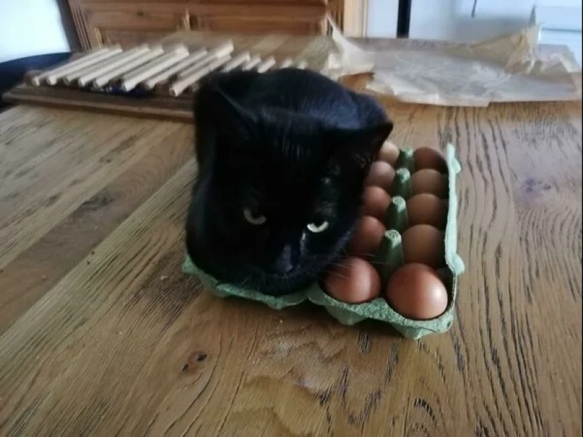 Los gatos pueden sentarse en cualquier lugar y de cualquier manera. Aquí hay 22 pruebas Los gatos pueden sentarse en cualquier lugar y de cualquier manera. Aquí hay 22 pruebas