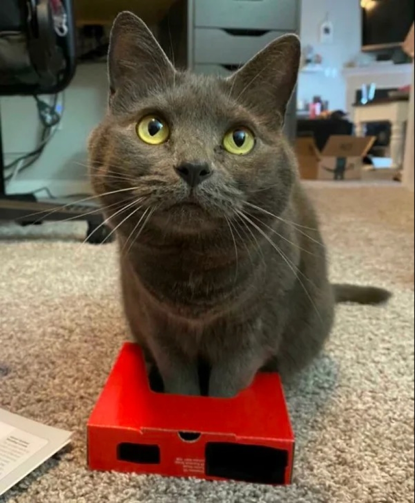 Los gatos pueden sentarse en cualquier lugar y de cualquier manera. Aquí hay 22 pruebas Los gatos pueden sentarse en cualquier lugar y de cualquier manera. Aquí hay 22 pruebas