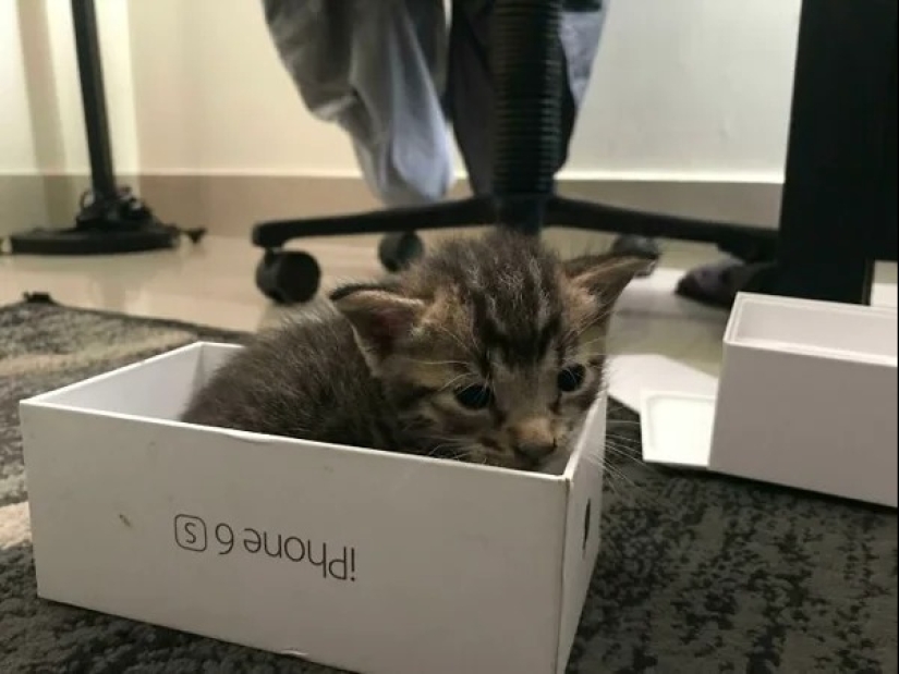 Los gatos pueden sentarse en cualquier lugar y de cualquier manera. Aquí hay 22 pruebas Los gatos pueden sentarse en cualquier lugar y de cualquier manera. Aquí hay 22 pruebas