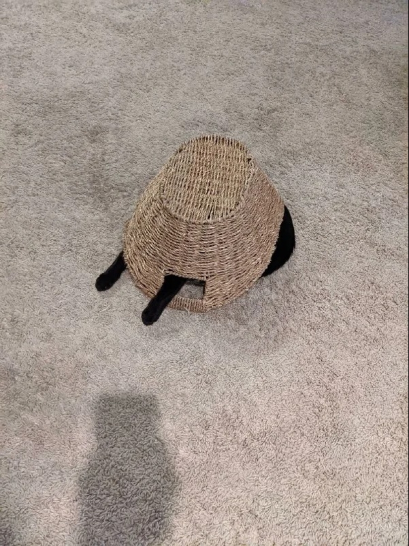 Los gatos pueden sentarse en cualquier lugar y de cualquier manera. Aquí hay 22 pruebas Los gatos pueden sentarse en cualquier lugar y de cualquier manera. Aquí hay 22 pruebas