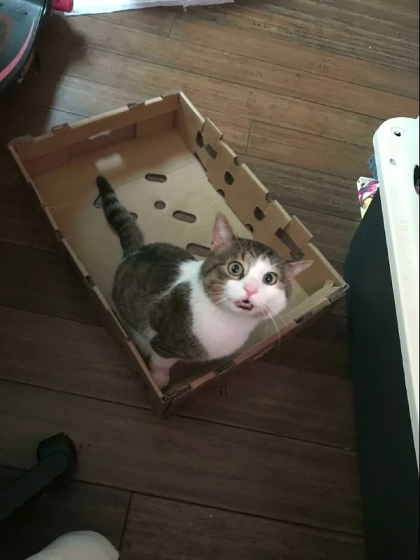 Los gatos pueden sentarse en cualquier lugar y de cualquier manera. Aquí hay 22 pruebas Los gatos pueden sentarse en cualquier lugar y de cualquier manera. Aquí hay 22 pruebas