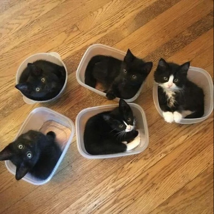 Los gatos pueden sentarse en cualquier lugar y de cualquier manera. Aquí hay 22 pruebas Los gatos pueden sentarse en cualquier lugar y de cualquier manera. Aquí hay 22 pruebas