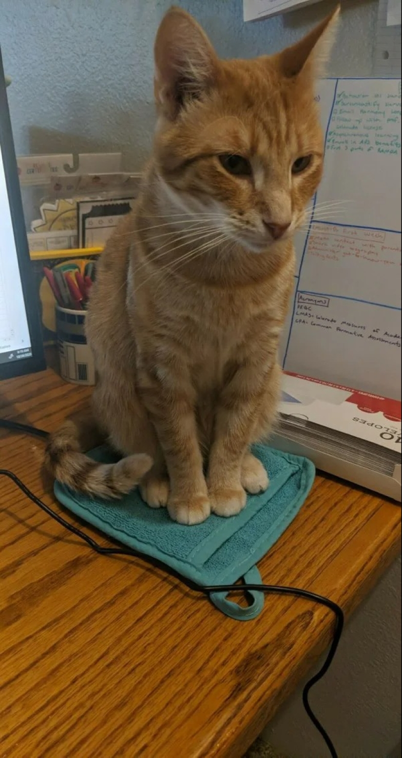 Los gatos pueden sentarse en cualquier lugar y de cualquier manera. Aquí hay 22 pruebas Los gatos pueden sentarse en cualquier lugar y de cualquier manera. Aquí hay 22 pruebas