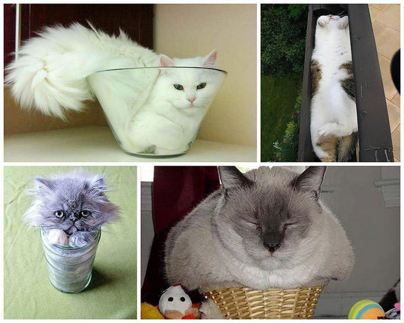 Los gatos son líquidos, hay evidencia Los gatos son líquidos, hay evidencia