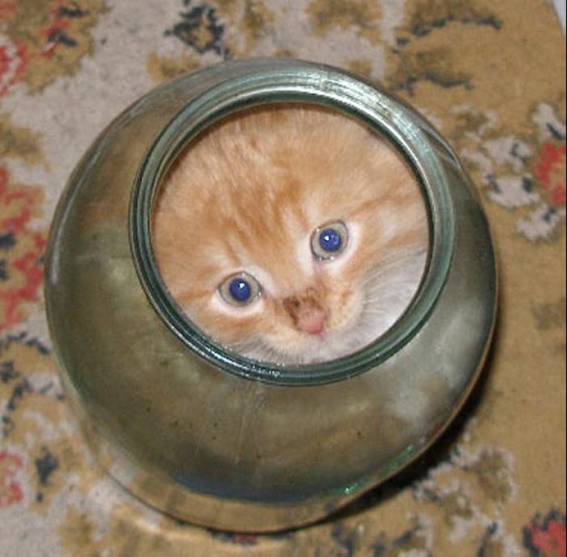 Los gatos son líquidos, hay evidencia Los gatos son líquidos, hay evidencia