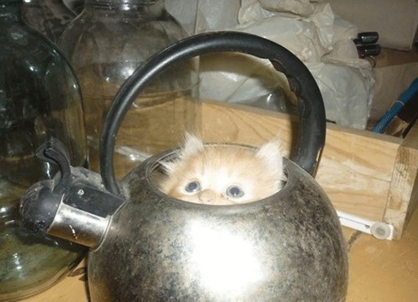 Los gatos son líquidos, hay evidencia Los gatos son líquidos, hay evidencia