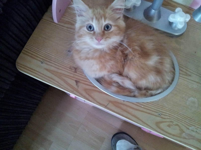 Los gatos son líquidos, hay evidencia Los gatos son líquidos, hay evidencia