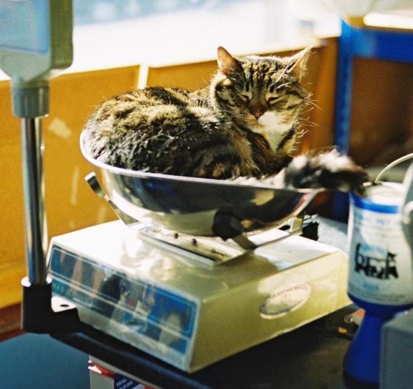 Los gatos son líquidos, hay evidencia Los gatos son líquidos, hay evidencia