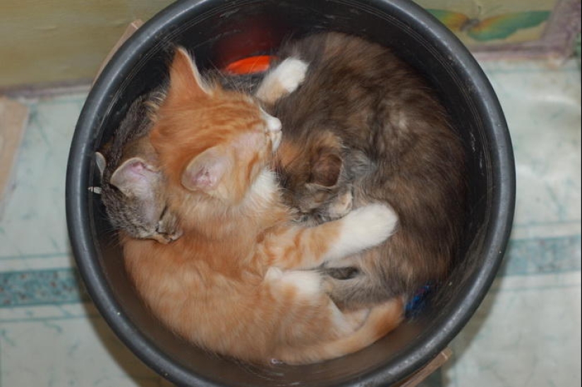 Los gatos son líquidos, hay evidencia Los gatos son líquidos, hay evidencia