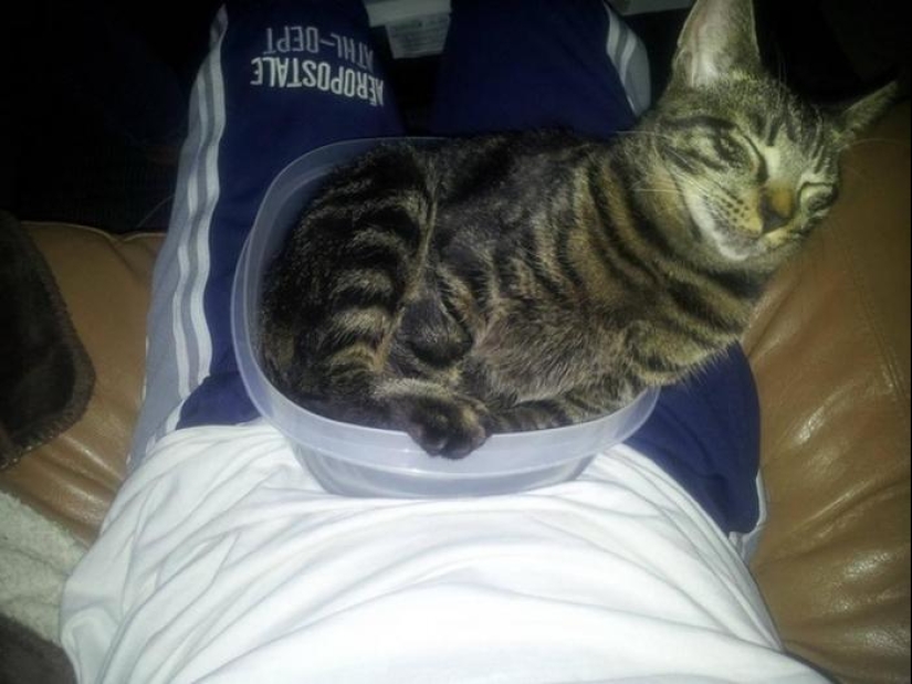 Los gatos son líquidos, hay evidencia Los gatos son líquidos, hay evidencia