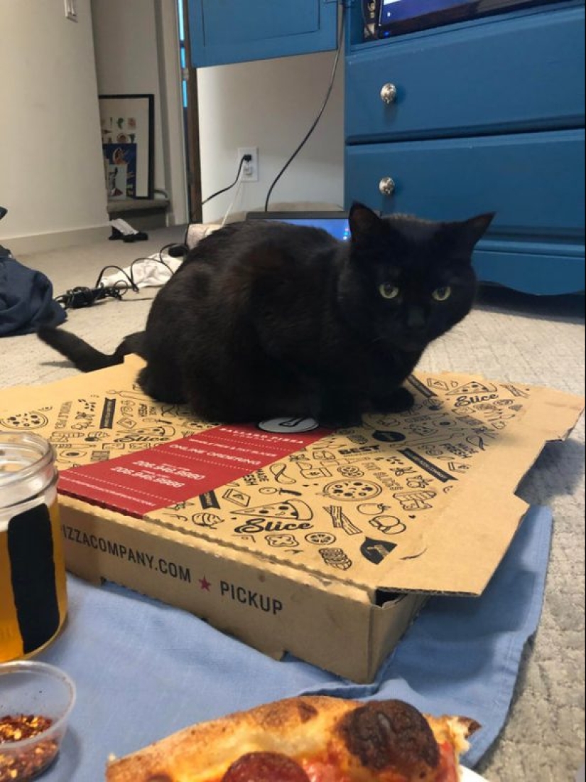 Los gatos y la pizza son la combinación perfecta, y aquí hay 18 pruebas
