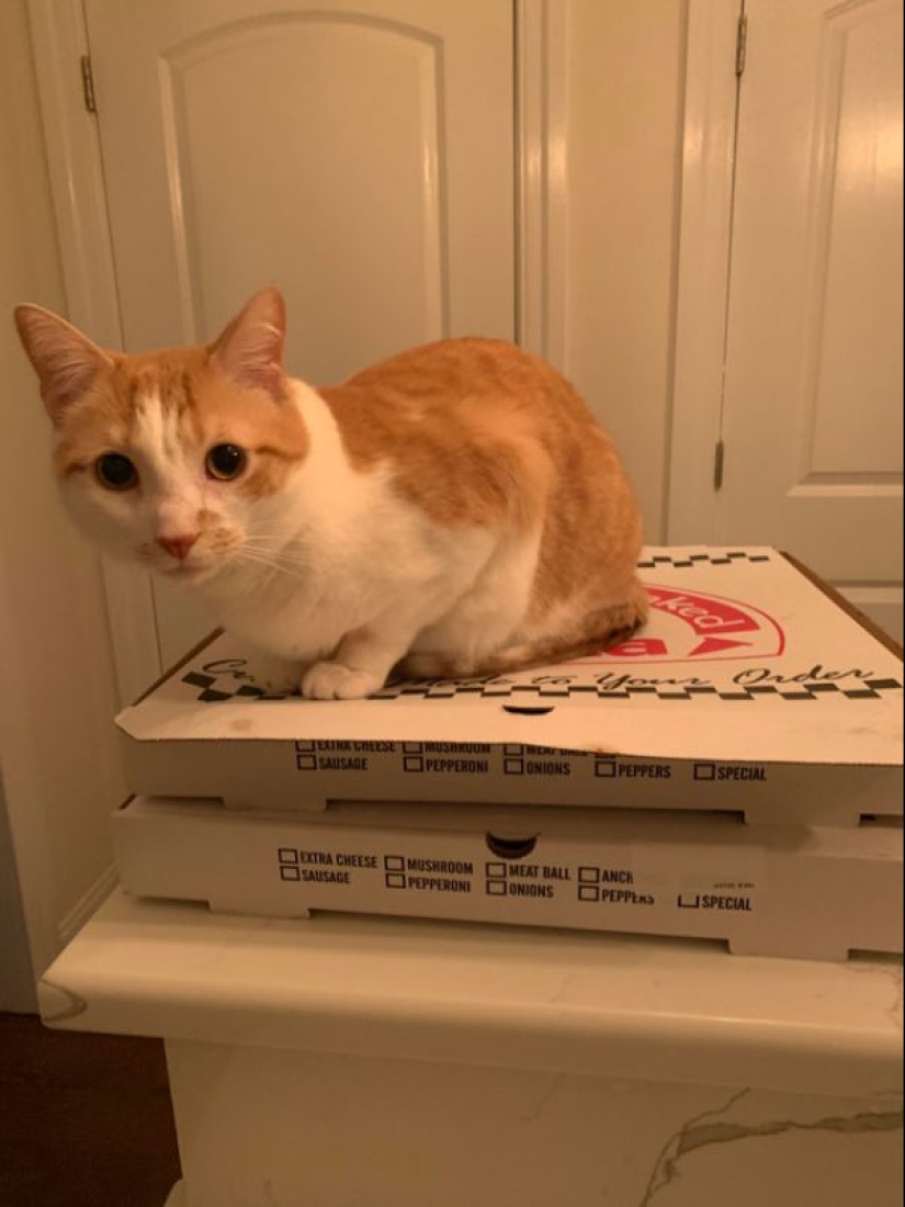 Los gatos y la pizza son la combinación perfecta, y aquí hay 18 pruebas
