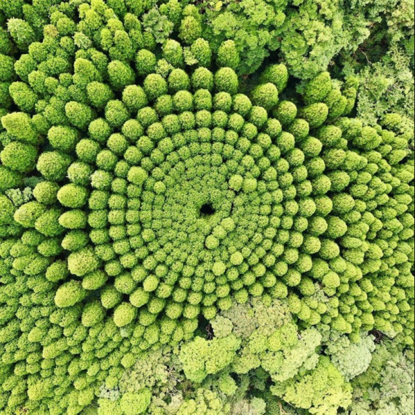 Los misteriosos círculos de árboles en Japón son el resultado de un experimento de 50 años Los misteriosos círculos de árboles en Japón son el resultado de un experimento de 50 años