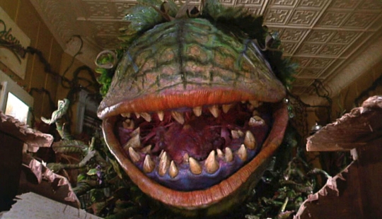 Los árboles devoradores de hombres de Madagascar: ¿Realidad o mito?