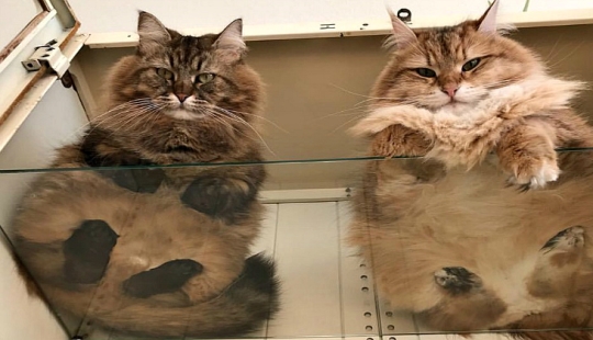 Los tacones de vientres y la lana: la dosis letal de ternura — sellos de vidrio, vista desde abajo Los tacones de vientres y la lana: la dosis letal de ternura — sellos de vidrio, vista desde abajo