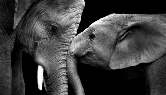 Love like an elephant