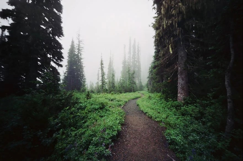 Magical trail leading straight into a fairy tale