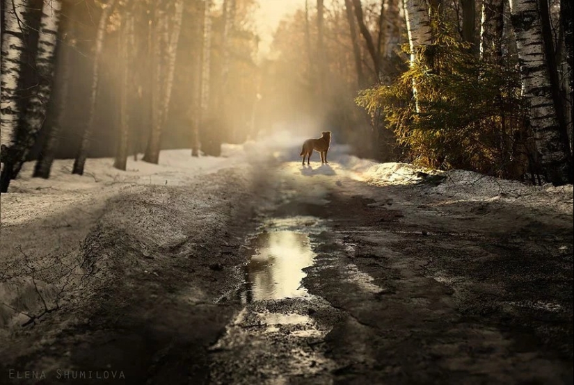 Magical trail leading straight into a fairy tale