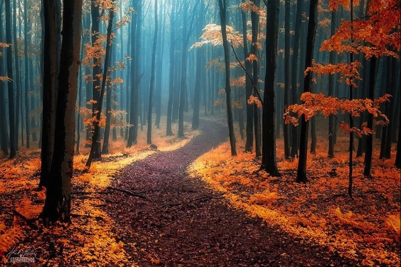 Magical trail leading straight into a fairy tale