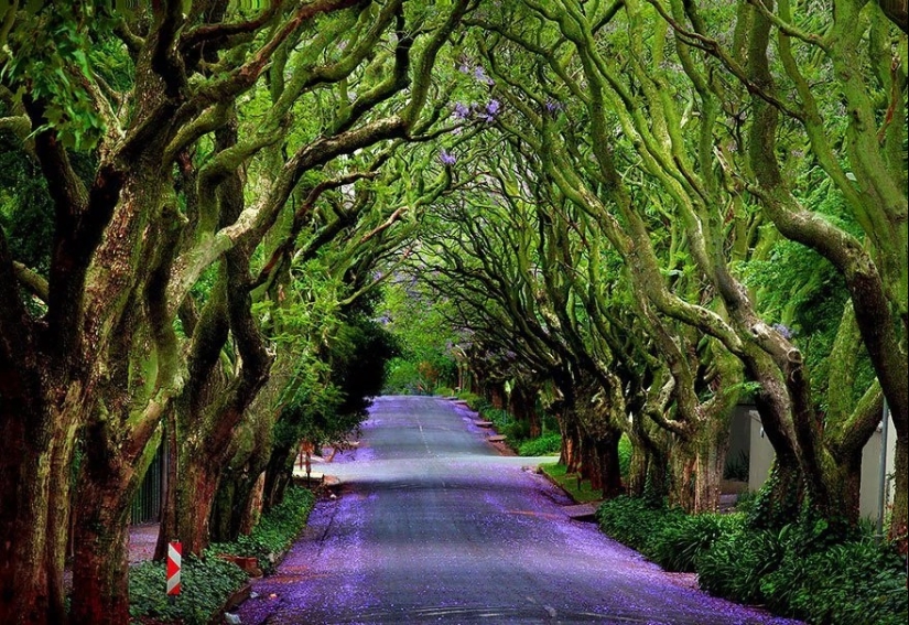 Magical trail leading straight into a fairy tale